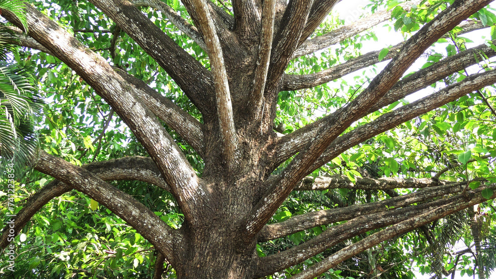 An old tree with lot of branches An old tree with lot of branches