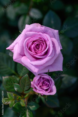 Spray Rose Lovely flowers blooming in the garden, in Thailand.