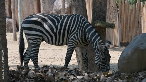 portrait of a zebra in the zoo