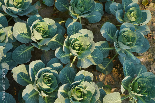 Danish ballhead cabbage, Portuguese green cabbage is growing in the garden. Vegetable growing in the kitchen garden. High angle view. photo