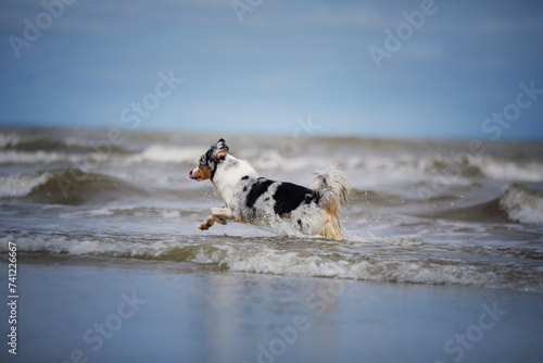 An Australian Shepherd dog frolics in the shallow sea, with waves and a pier in the distance. The spirited dog's coat contrasts with the foam-tipped waves under a bright sky.