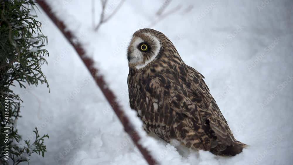 Owl Perched on Snowy Branch Owl Perched on Snowy Branch