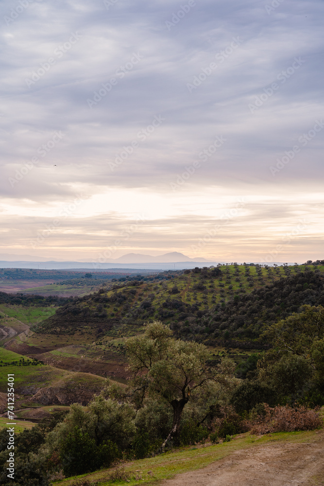 Fototapeta premium Olivos y ovejas