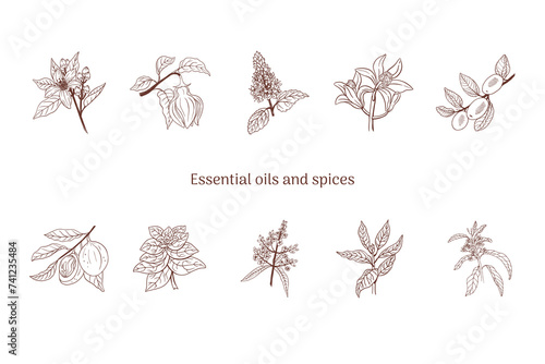 Essential oils and herbs and spices illustration