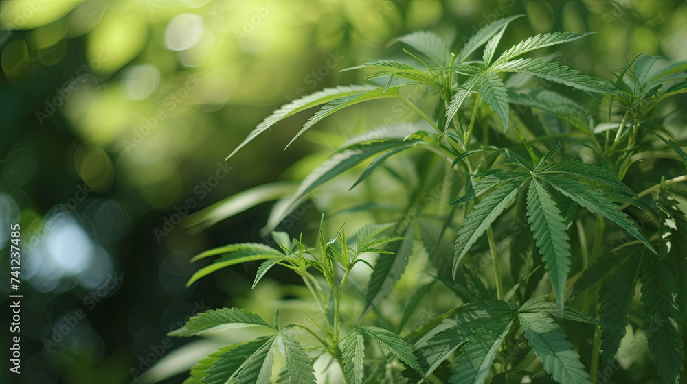 Fototapeta premium Green background with tall stems of marijuana and hemp