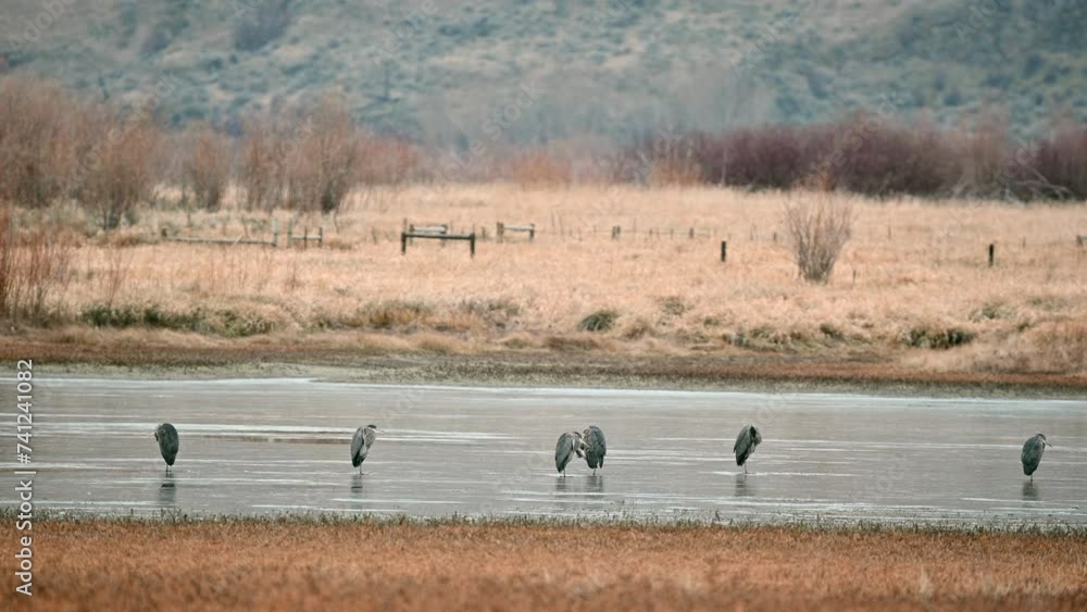 Tranquil Herons at Rest in Kamloops Grasslands Pond Tranquil Herons at Rest in Kamloops Grasslands Pond