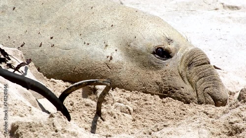 Famous Buffel the Southern Elephant Seal on beach for its annual molt, telephoto photo