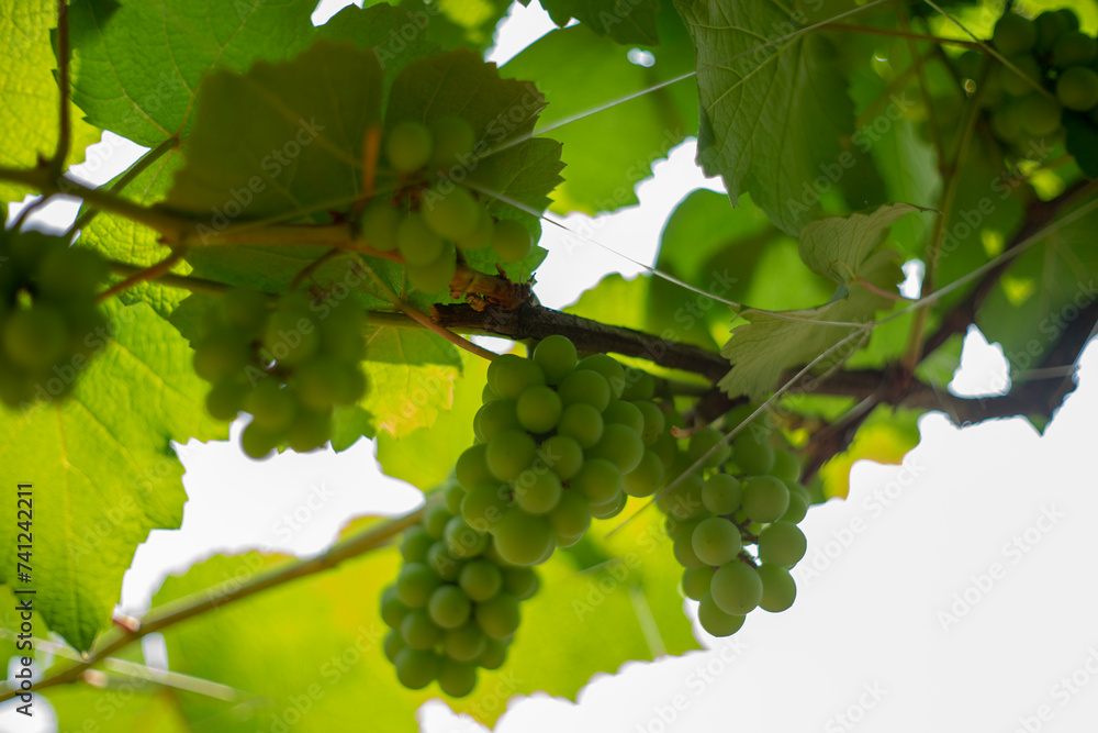 Fototapeta premium overwhelming proportion of grape varieties grown for fresh fruit consumption. Since growing grapes can be done from cuttings,Grapes of seeds does not pose a problem for grape reproduction