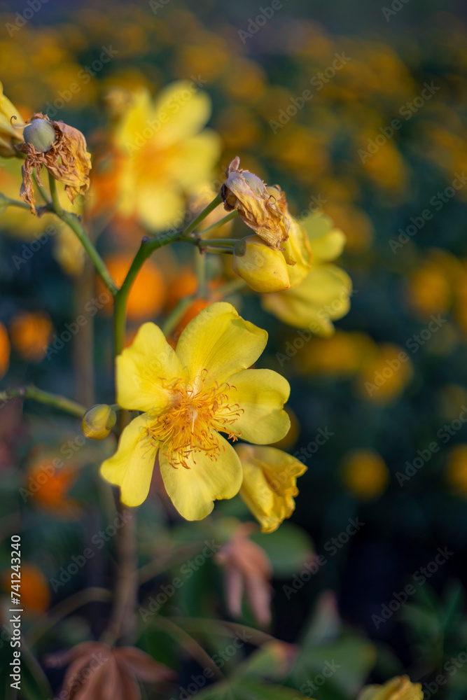 Tet in photo mean Happy New Year and Peace. Selective focus.Ochna integerrima or ochna integerrima get bloom in the morning,Single Ochna integerrima blossom. Tet in photo mean Happy New Year and Peace. Selective focus.Ochna integerrima or ochna integerrima get bloom in the morning,Single Ochna integerrima blossom.