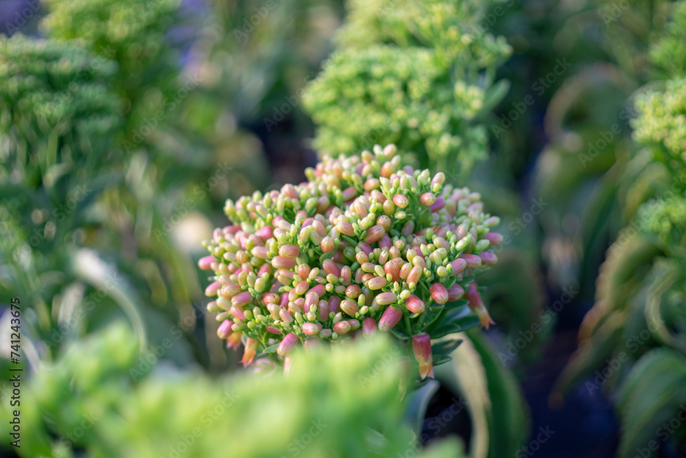 The mature Kalanchoe pinnata can be up to 1 meter tall. Kalanchoe