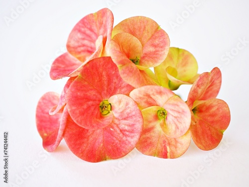Yellow flowers Crown of thorns isolated on white background ,dark pink ,Christ plant ,Euphoria Milii ,Christ thorn ,Euphorbia,Giant Thai red ,Euphorbiaceae geroldii desert succulent