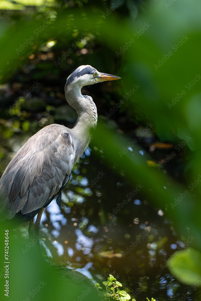 Naklejka premium Gray Heron in the wild