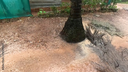 Wallpaper Mural Heavy rain. Cyclone at the foot of a palm tree Torontodigital.ca