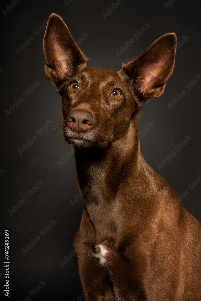Perro marrón sobre fondo de estudio negro Perro marrón sobre fondo de estudio negro
