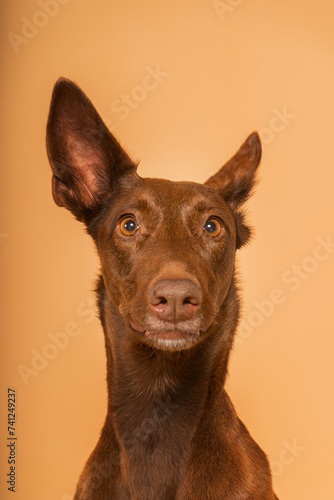 Perro marrón oreja levantada photo
