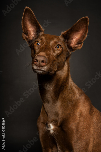 Perro marrón sobre fondo de estudio negro
