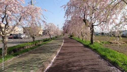 Walking route weeping cherry blossom trees in Kitakata, Fukushima of Japan. photo