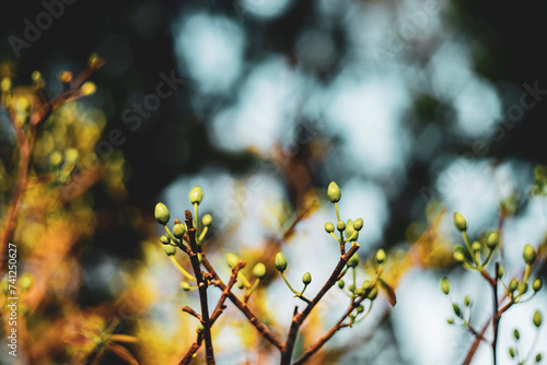 Ochna integerrima (Hoa Mai) tree with lucky money.bright yellow ochna integerrima flower,yellow hoa mai or ochna integerrima get bloom in the morning