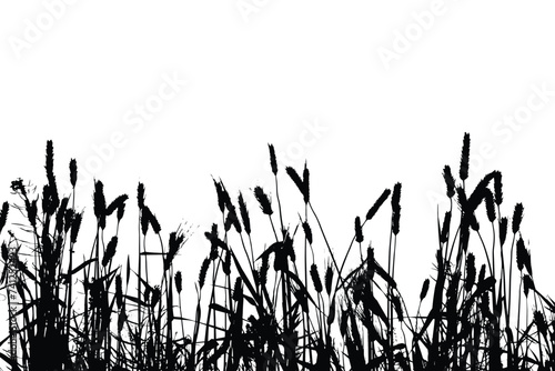Grass silhouette vector. Grass silhouette isolated on white. Millet plants field vector.
