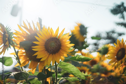 Helianthus Annuus are yellow, the petals are large, the pistils are round and yellow. Close-up of Helianthus Annuus field against sky,
Close-up of sunflowers or Helianthus Annuus on land
 photo
