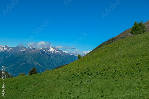 Blooming alpine meadow with panoramic view of majestic mountain peaks of Carnic andd Julian Alps. Idyllic hiking trail to Boese Nase, Ankogel Group, Carinthia, Austria. Remote Austrian Alps in spring