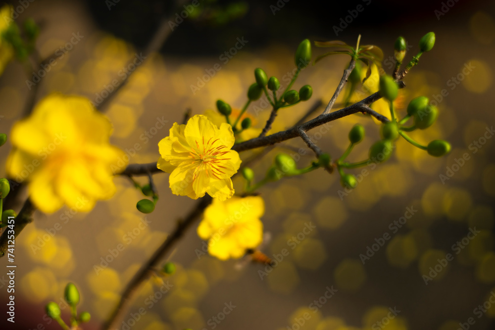 Ochna integerrima, popularly called yellow mai flower. In Cambodia. bright yellow ochna integerrima flower,yellow hoa mai or ochna integerrima get bloom in the morning,Single Ochna integerrima blossom Ochna integerrima, popularly called yellow mai flower. In Cambodia. bright yellow ochna integerrima flower,yellow hoa mai or ochna integerrima get bloom in the morning,Single Ochna integerrima blossom