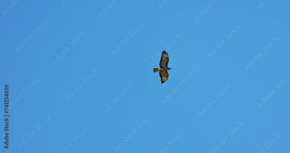 Common Buzzard (Buteo buteo) bird of prey flying against a clear blue sky