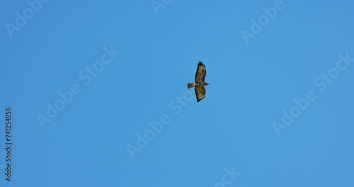 Common Buzzard (Buteo buteo) bird of prey flying against a clear blue sky