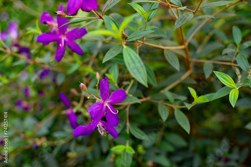 Melastomataceae are herbaceous plants, shrubs or small Melastomataceae that are annual or perennial.
 leaves of Melastomataceae are relatively distinctive, growing opposite, diagonally photo