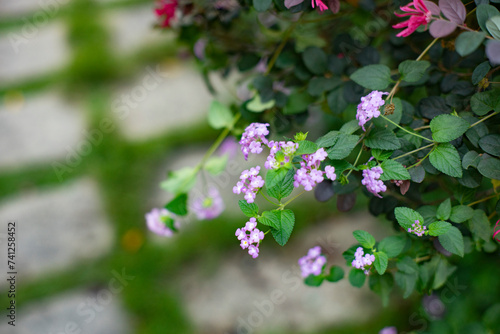 The leaves of Lantana montevidensis are oval and pointed at the top, the leaf of Lantana montevidensis surface is rough, hairy,  photo