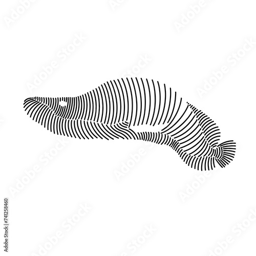 Simple line art illustration of arapaima fish 1