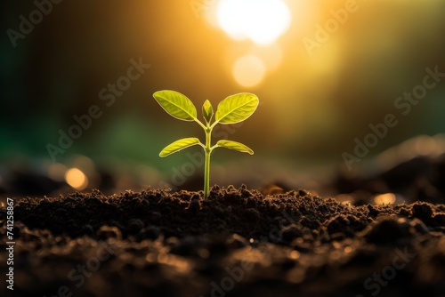 Green young seedling reaching towards the warm sun, embracing new beginnings in rich, dark soil