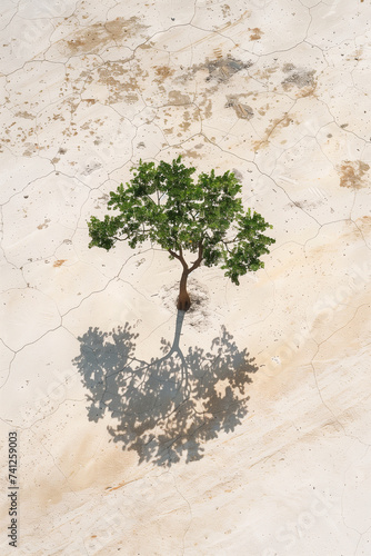 aerial view of small solitary tree with shadow separate. Earth Day or climate change and environment