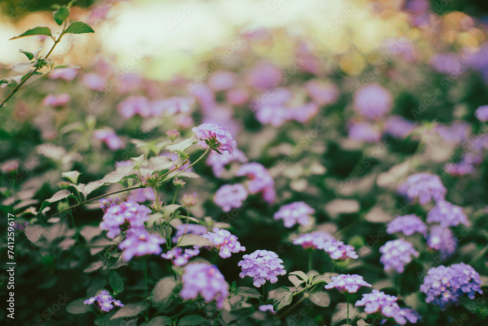 Lantana montevidensis is a low shrub that climbs if Lantana montevidensis has a support and covers the ground if it grows on soil. Lantana montevidensis consists of small, Lantana montevidensis is a low shrub that climbs if Lantana montevidensis has a support and covers the ground if it grows on soil. Lantana montevidensis consists of small,