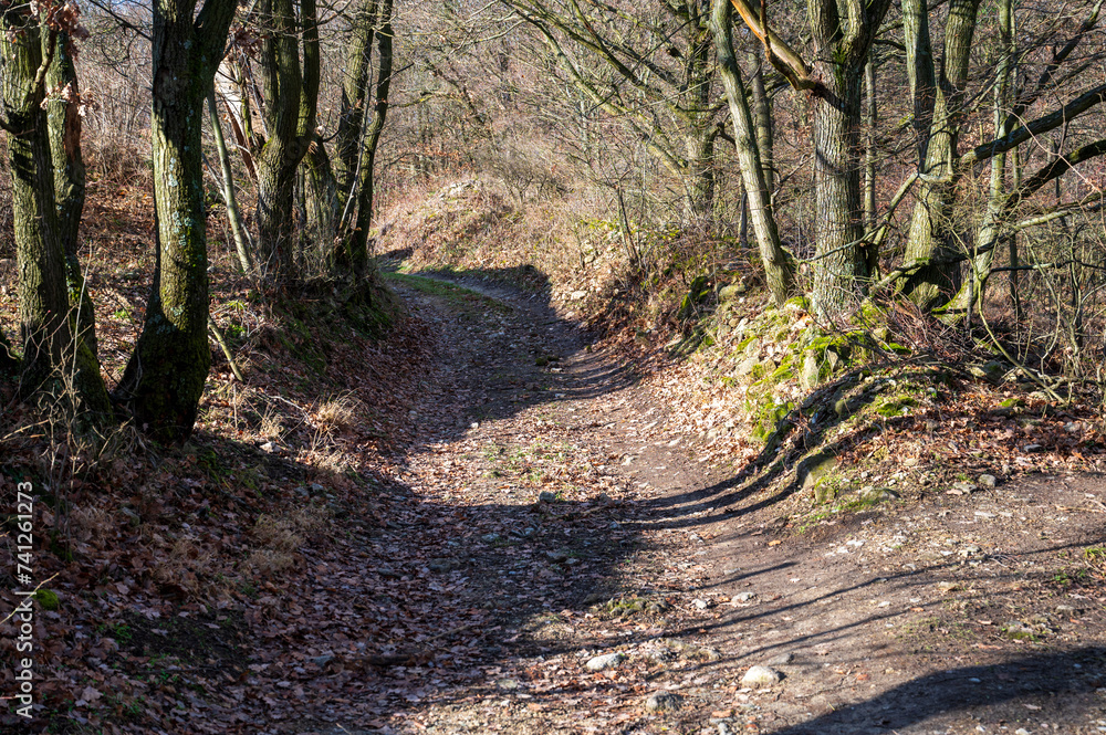 Fototapeta premium Unpaved road in the forest with fallen leaves. Autumn.