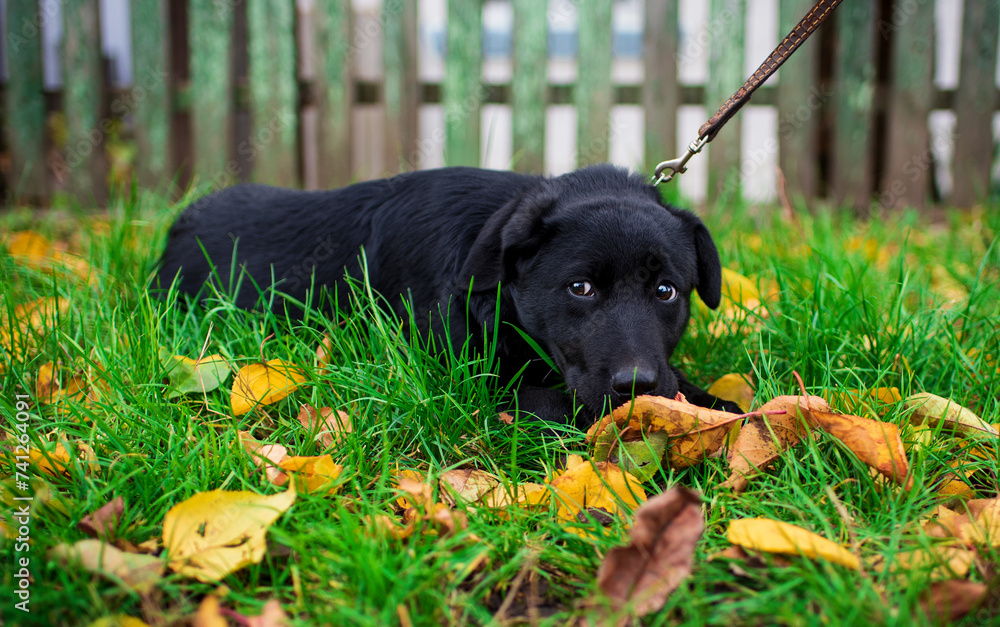 A black labrador lies in the grass. The puppy is four months old. He lowers his head into the grass and looks up with his eyes. The photo is blurred
