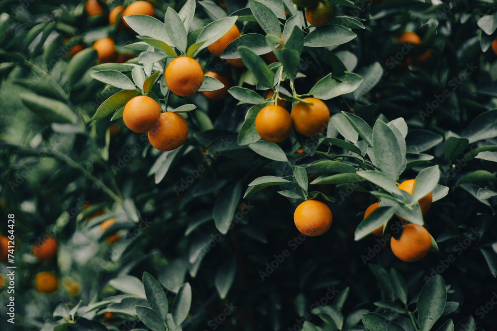 The calamondin has a naturally very sour taste and is used in a variety of spices, drinks, dishes, sauces and preserves. calamondin are also used as an ingredient in Malaysian and Indonesian cuisine