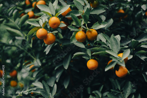 The calamondin has a naturally very sour taste and is used in a variety of spices, drinks, dishes, sauces and preserves. calamondin are also used as an ingredient in Malaysian and Indonesian cuisine
