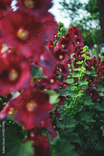 Hollyhock Mallow are quite large in size and come in many colors such as red, pink, and white. When Hollyhock Mallow blooming, the petals are close together and spread out, looking very beautiful. .