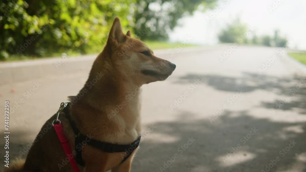 Close-up of shiba inu dog in the park on sunny day. Lovely pet sitting on the grass. Portrait of a japanese dog. Close-up of shiba inu dog in the park on sunny day. Lovely pet sitting on the grass. Portrait of a japanese dog.