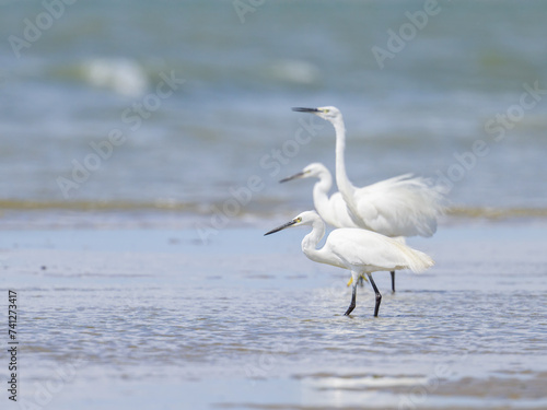 A Little Egret standing on the beach