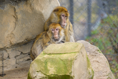 Two Barbary apes sitting in a zoo photo