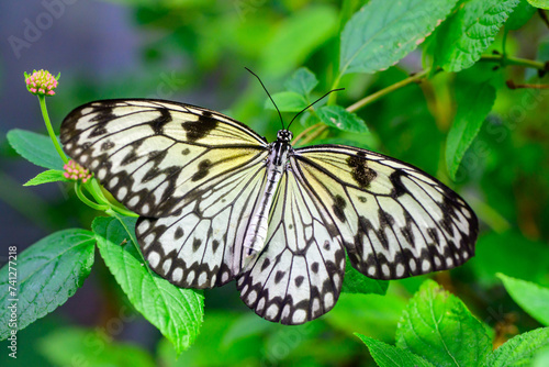 Idea leuconoe, also known as the paper kite butterfly