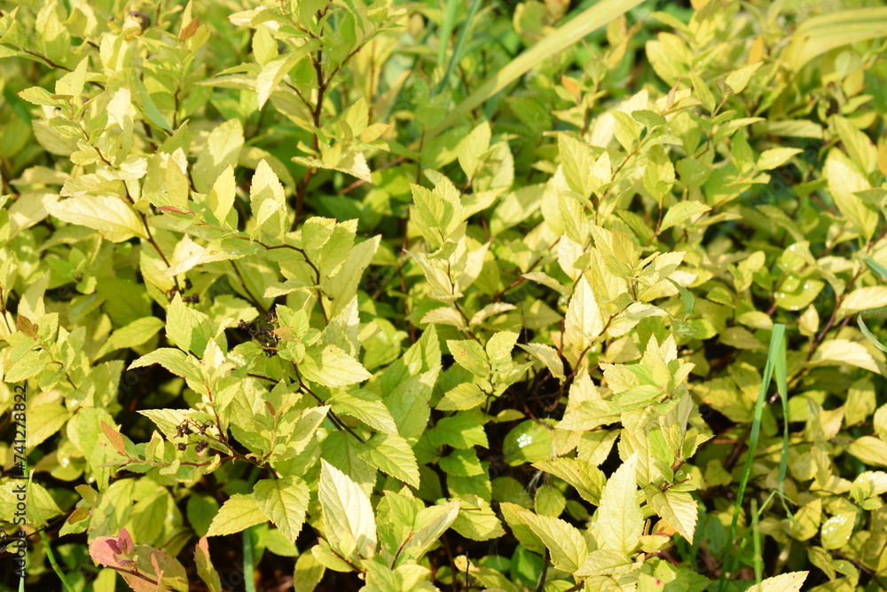 Fototapeta premium Flowers, plants,Summer