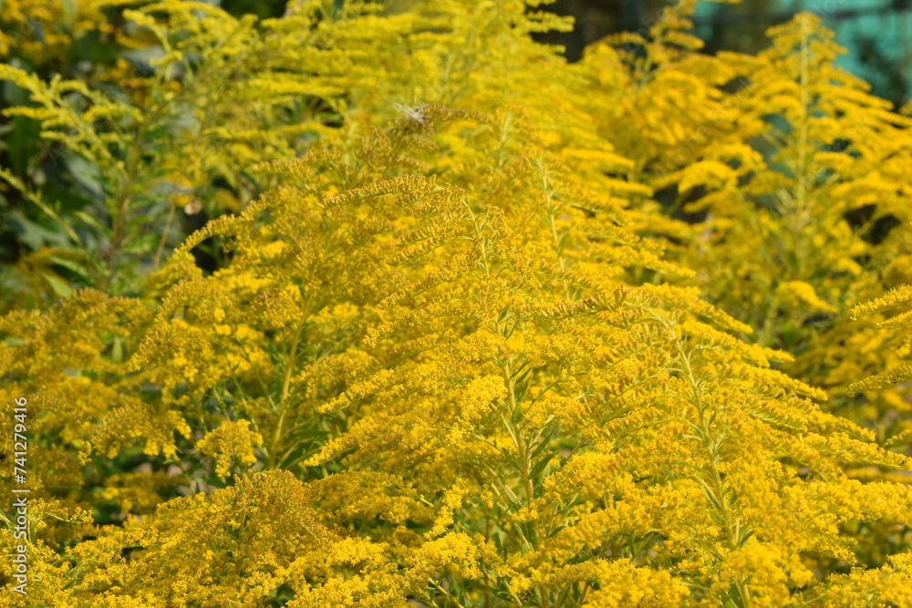 Flowers, plants,Summer Flowers, plants,Summer