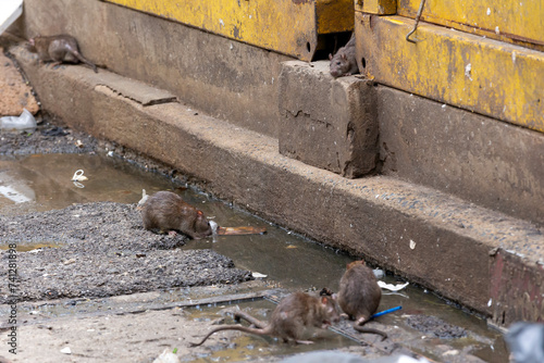 Dirty disgusting rats on area that was filled with sewage, smelly, damp, and garbage bags. Referring to the problem of rats in the city, disease outbreaks from animals, filth of city. Selective focus. photo