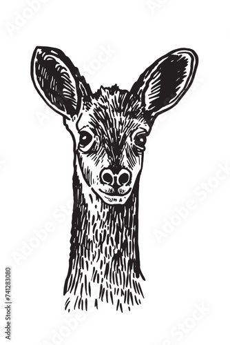 Graphical illustration of roe deer on white , vector drawing