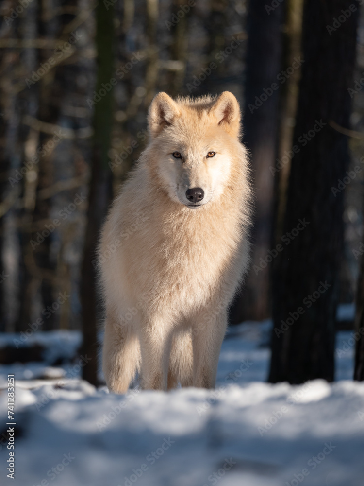 Obraz premium Loup arctique en hiver