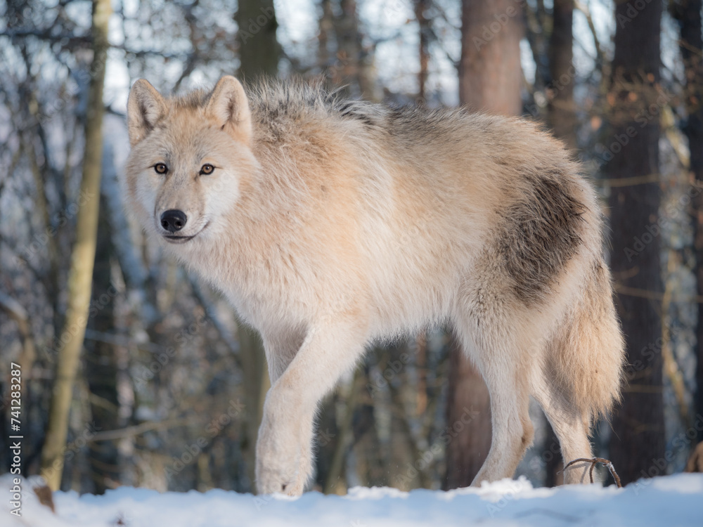 Obraz premium Loup arctique en hiver