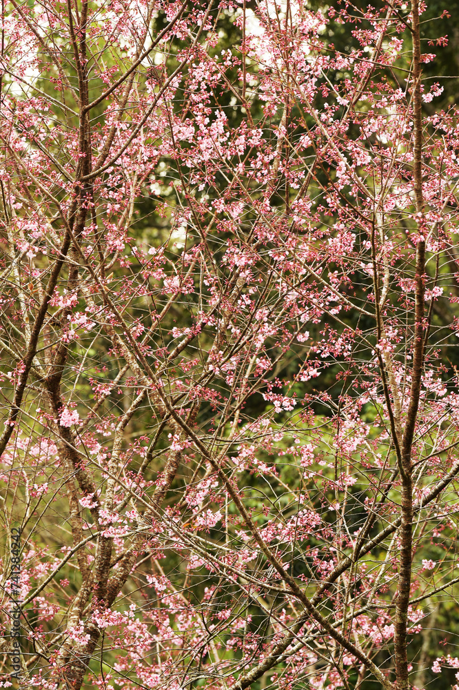 Phaya suae flower or sakura flower in Thailand Phaya suae flower or sakura flower in Thailand